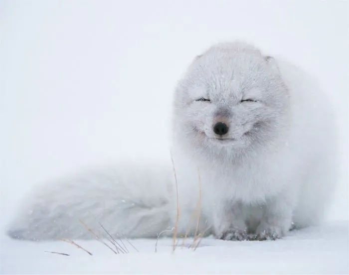 Winter Fox Photography