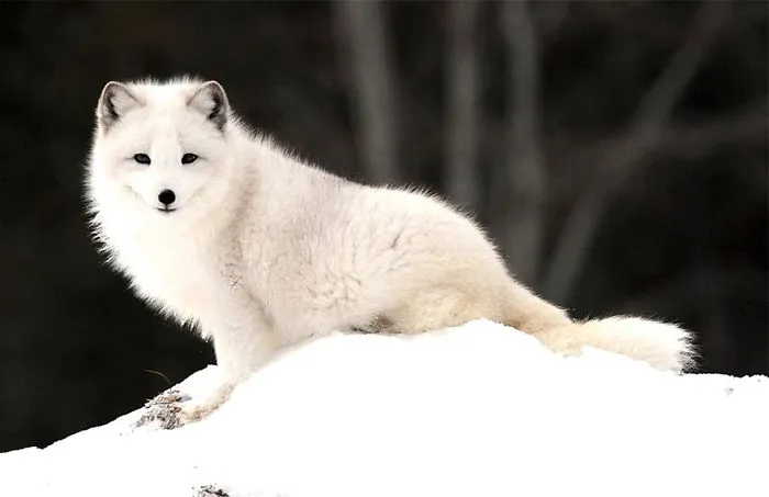 102 Stunning Winter Fox Photos That'll Make You Fall In Love With Foxes