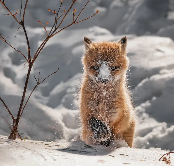 102 Stunning Winter Fox Photos That'll Make You Fall In Love With Foxes