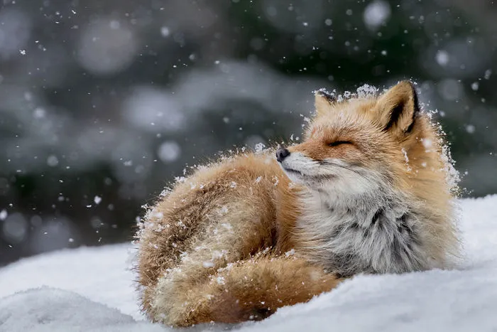 102 Stunning Winter Fox Photos That'll Make You Fall In Love With Foxes