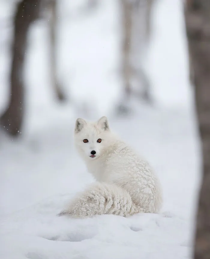 102 Stunning Winter Fox Photos That'll Make You Fall In Love With Foxes