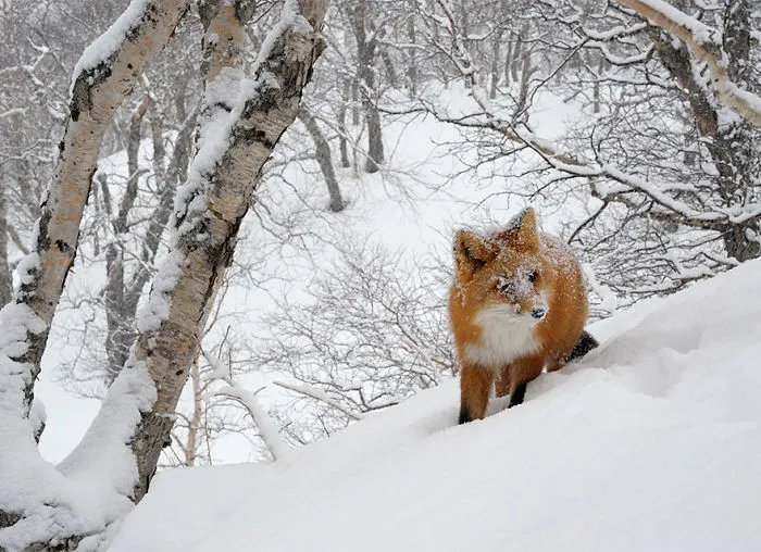 102 Stunning Winter Fox Photos That'll Make You Fall In Love With Foxes