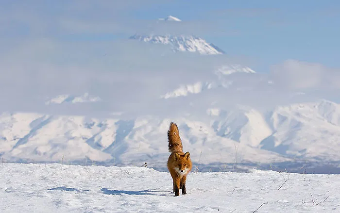 102 Stunning Winter Fox Photos That'll Make You Fall In Love With Foxes