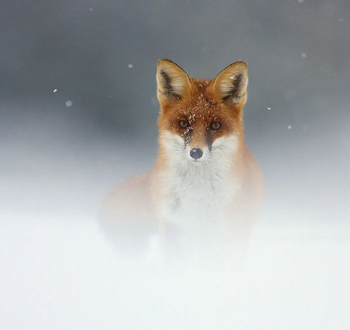 102 Stunning Winter Fox Photos That'll Make You Fall In Love With Foxes