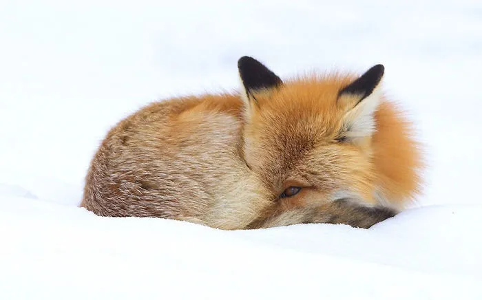 102 Stunning Winter Fox Photos That'll Make You Fall In Love With Foxes