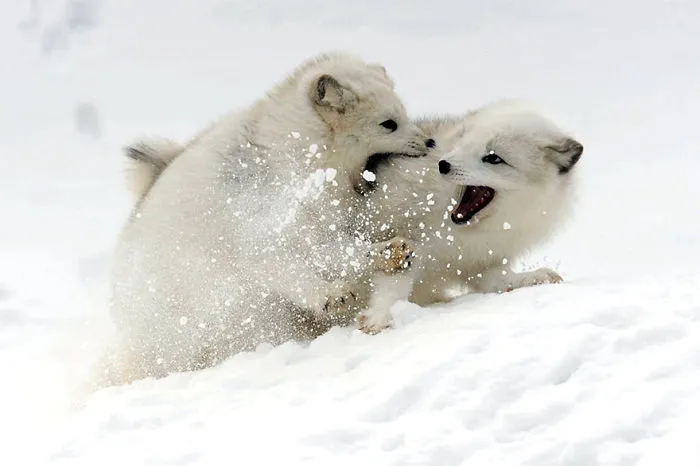 102 Stunning Winter Fox Photos That'll Make You Fall In Love With Foxes