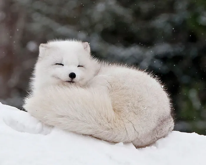 102 Stunning Winter Fox Photos That'll Make You Fall In Love With Foxes