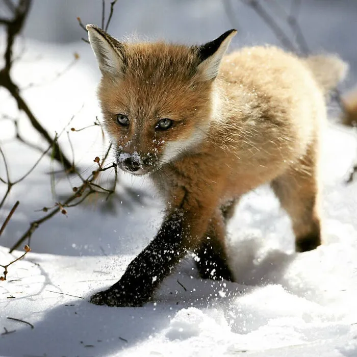 102 Stunning Winter Fox Photos That'll Make You Fall In Love With Foxes