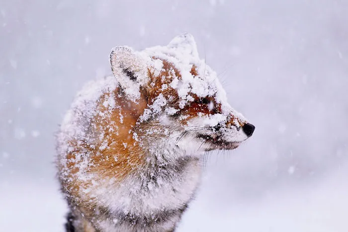 102 Stunning Winter Fox Photos That'll Make You Fall In Love With Foxes
