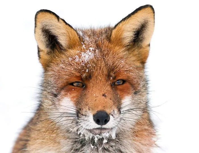 102 Stunning Winter Fox Photos That'll Make You Fall In Love With Foxes