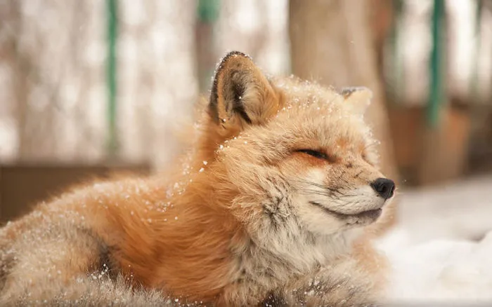 102 Stunning Winter Fox Photos That'll Make You Fall In Love With Foxes