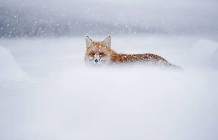 102 Stunning Winter Fox Photos That'll Make You Fall In Love With Foxes