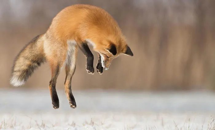 102 Stunning Winter Fox Photos That'll Make You Fall In Love With Foxes