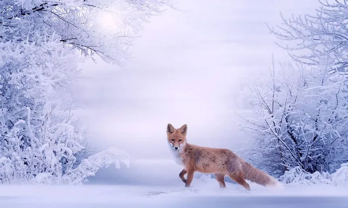 102 Stunning Winter Fox Photos That'll Make You Fall In Love With Foxes