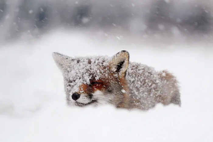 102 Stunning Winter Fox Photos That'll Make You Fall In Love With Foxes
