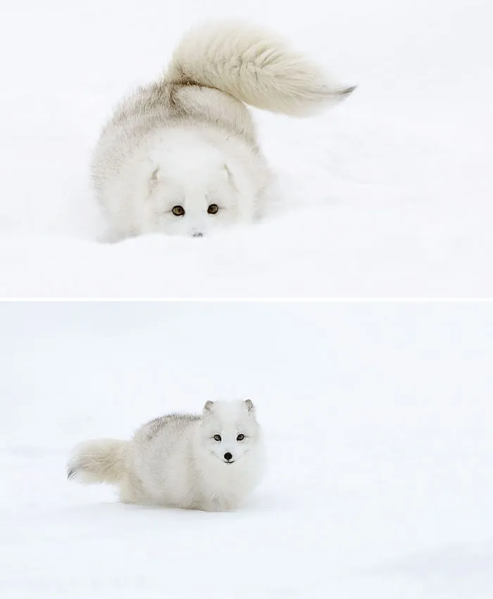 102 Stunning Winter Fox Photos That'll Make You Fall In Love With Foxes