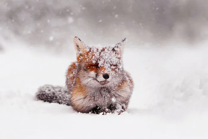 102 Stunning Winter Fox Photos That'll Make You Fall In Love With Foxes