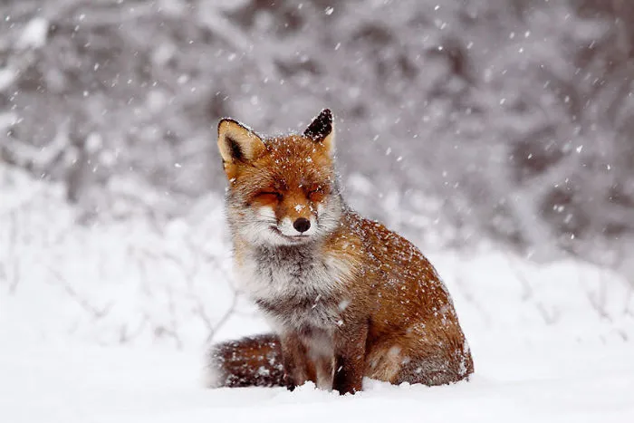 102 Stunning Winter Fox Photos That'll Make You Fall In Love With Foxes