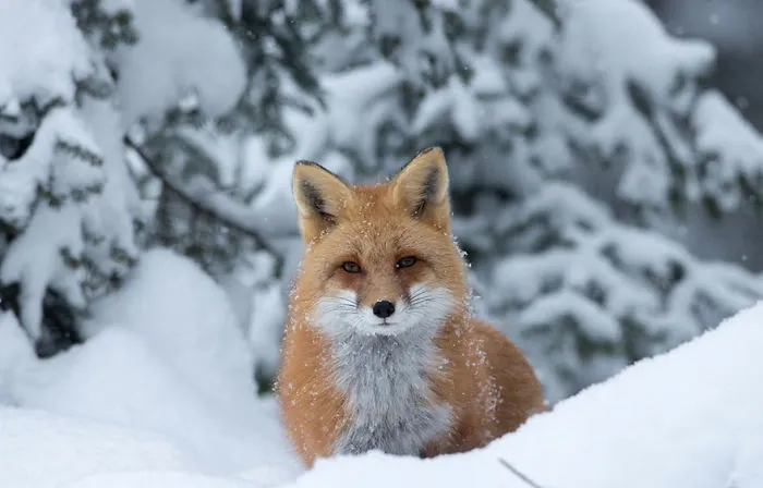 102 Stunning Winter Fox Photos That'll Make You Fall In Love With Foxes