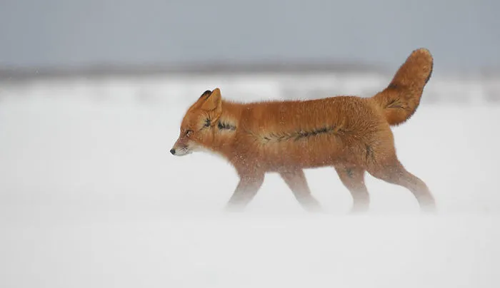 102 Stunning Winter Fox Photos That'll Make You Fall In Love With Foxes