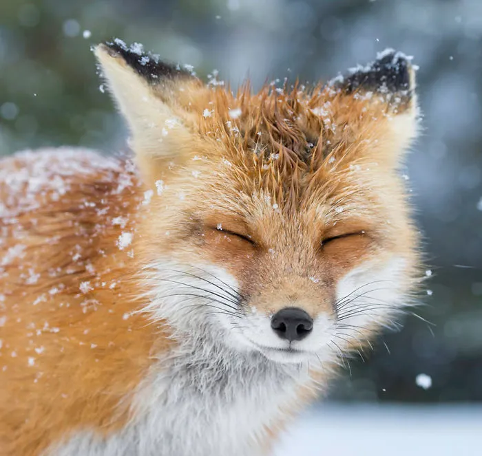 102 Stunning Winter Fox Photos That'll Make You Fall In Love With Foxes