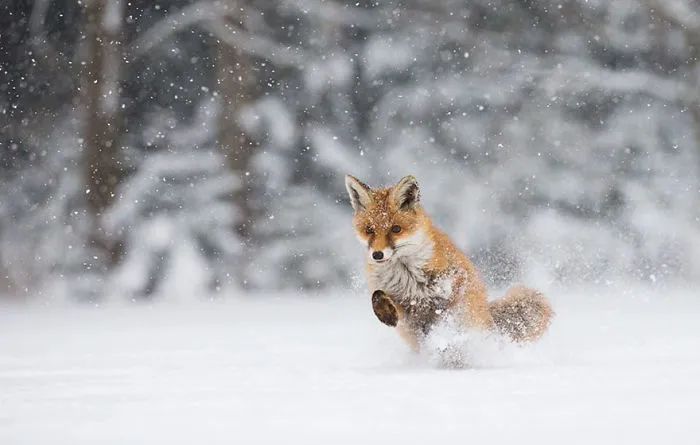 102 Stunning Winter Fox Photos That'll Make You Fall In Love With Foxes