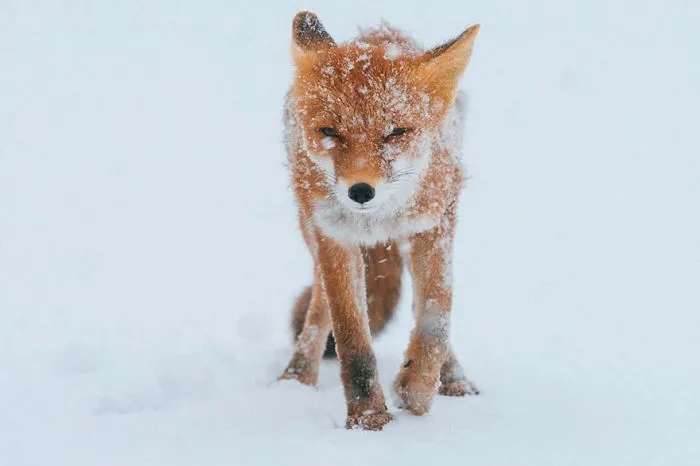 102 Stunning Winter Fox Photos That'll Make You Fall In Love With Foxes