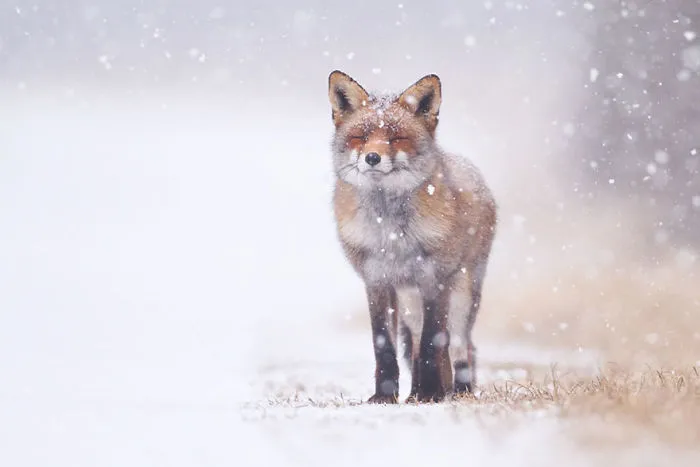 102 Stunning Winter Fox Photos That'll Make You Fall In Love With Foxes