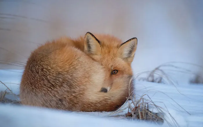 102 Stunning Winter Fox Photos That'll Make You Fall In Love With Foxes