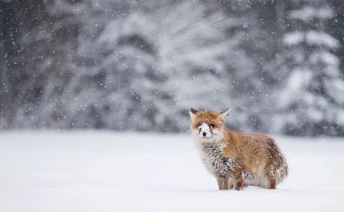 102 Stunning Winter Fox Photos That'll Make You Fall In Love With Foxes