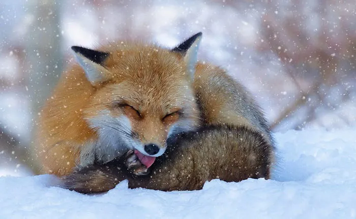 102 Stunning Winter Fox Photos That'll Make You Fall In Love With Foxes