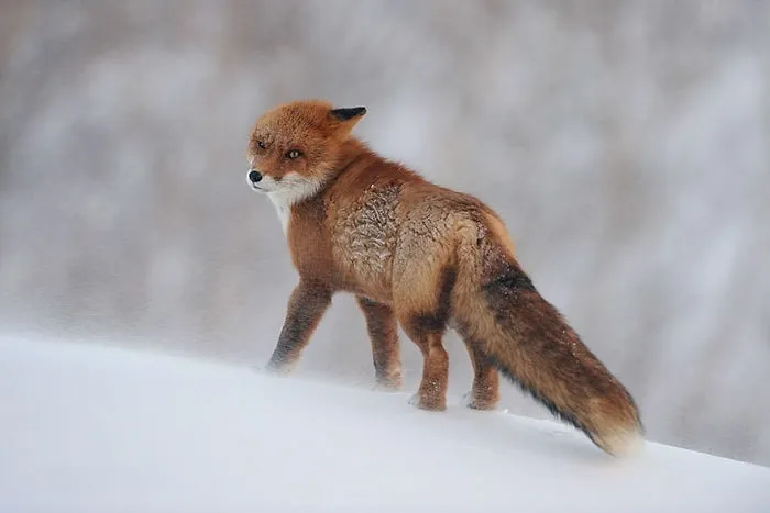 102 Stunning Winter Fox Photos That'll Make You Fall In Love With Foxes