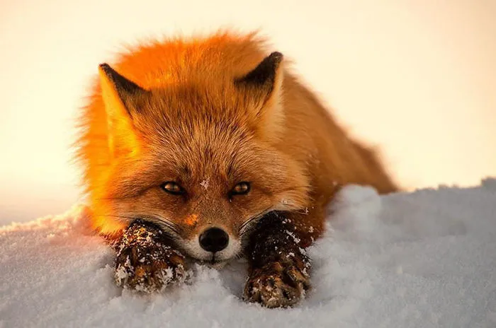 102 Stunning Winter Fox Photos That'll Make You Fall In Love With Foxes