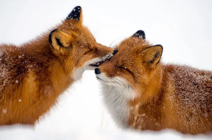 102 Stunning Winter Fox Photos That'll Make You Fall In Love With Foxes