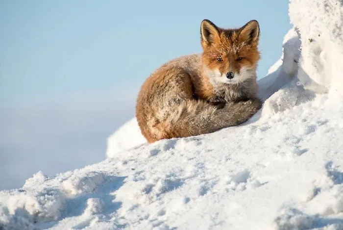 102 Stunning Winter Fox Photos That'll Make You Fall In Love With Foxes