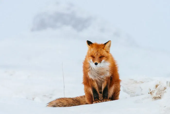 102 Stunning Winter Fox Photos That'll Make You Fall In Love With Foxes