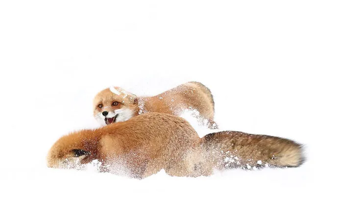 102 Stunning Winter Fox Photos That'll Make You Fall In Love With Foxes