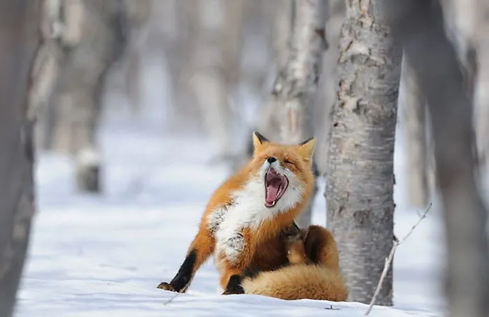 102 Stunning Winter Fox Photos That'll Make You Fall In Love With Foxes