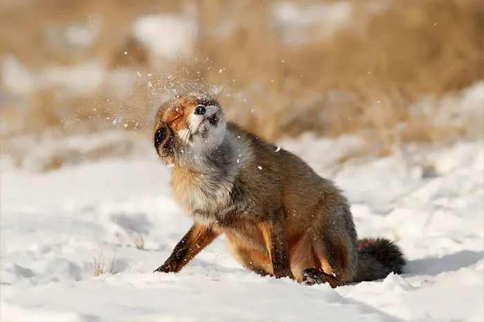 102 Stunning Winter Fox Photos That'll Make You Fall In Love With Foxes