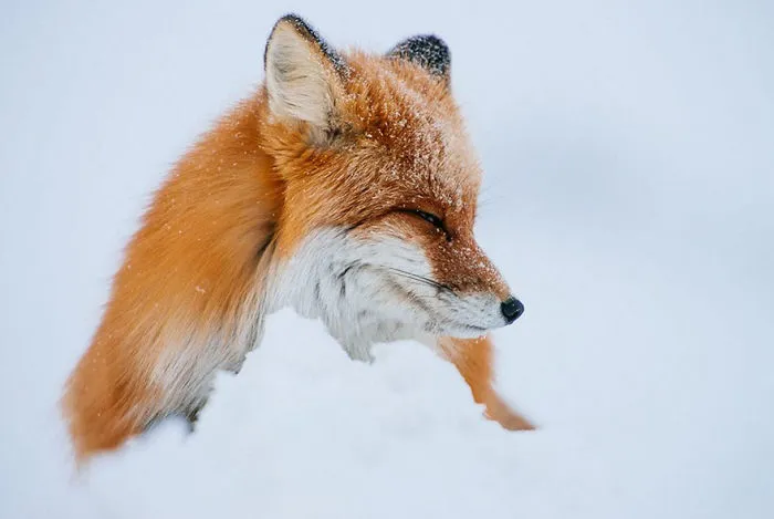 102 Stunning Winter Fox Photos That'll Make You Fall In Love With Foxes