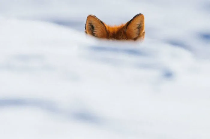 102 Stunning Winter Fox Photos That'll Make You Fall In Love With Foxes
