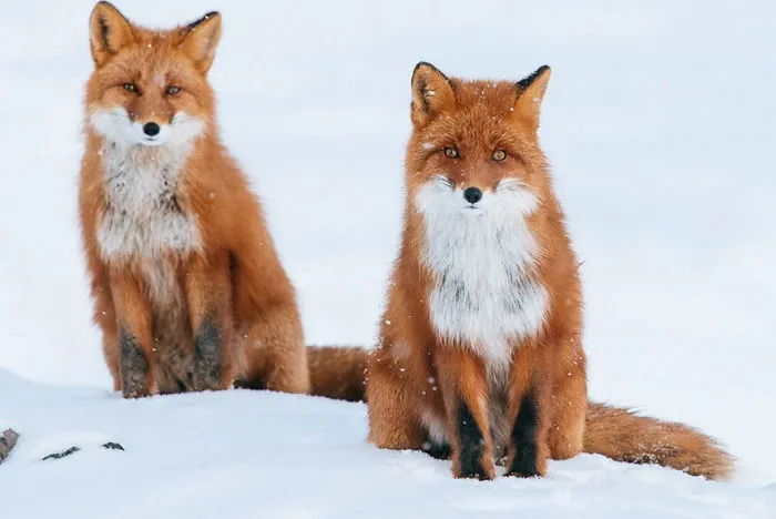 102 Stunning Winter Fox Photos That'll Make You Fall In Love With Foxes
