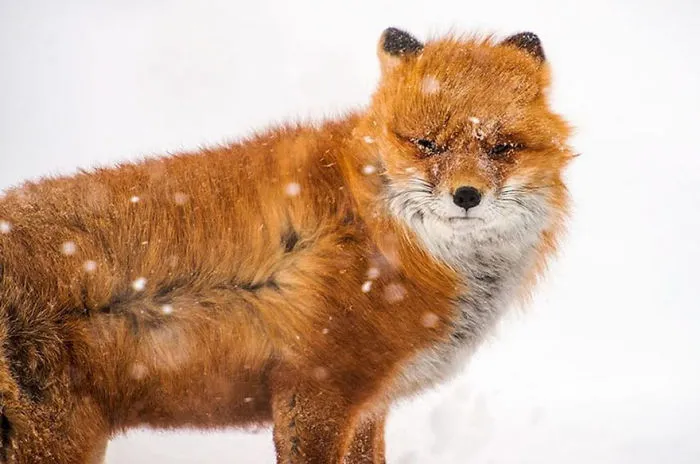 102 Stunning Winter Fox Photos That'll Make You Fall In Love With Foxes