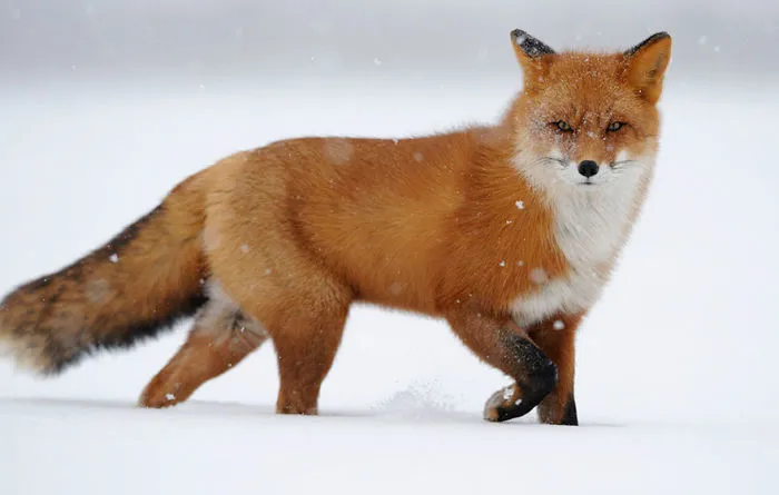 102 Stunning Winter Fox Photos That'll Make You Fall In Love With Foxes