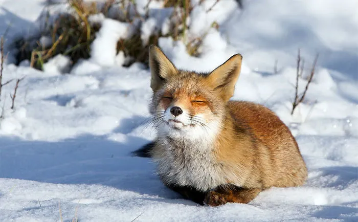 102 Stunning Winter Fox Photos That'll Make You Fall In Love With Foxes