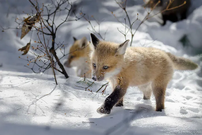 102 Stunning Winter Fox Photos That'll Make You Fall In Love With Foxes