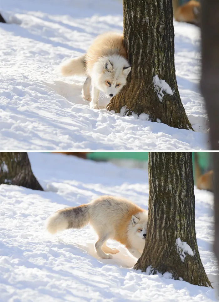 102 Stunning Winter Fox Photos That'll Make You Fall In Love With Foxes