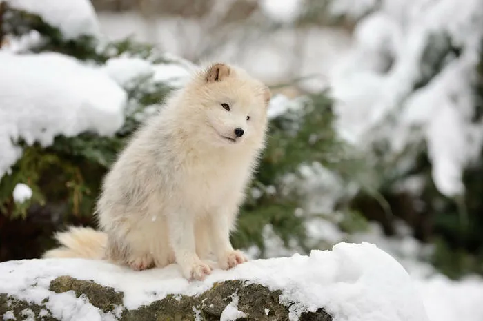 102 Stunning Winter Fox Photos That'll Make You Fall In Love With Foxes