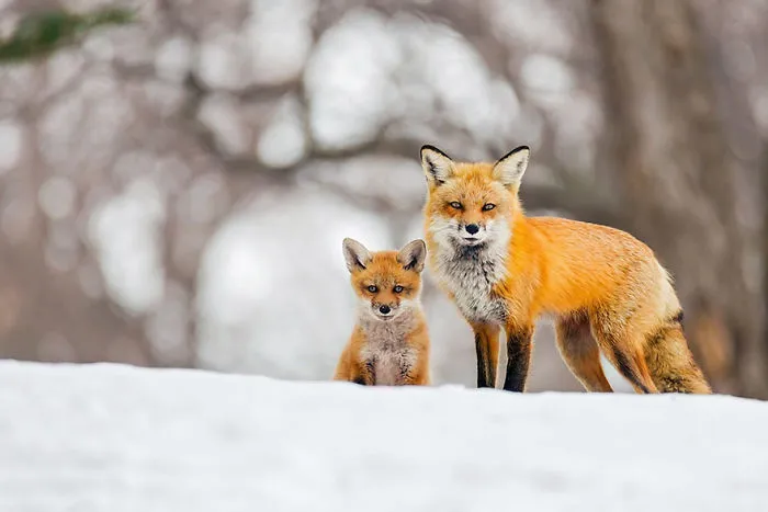102 Stunning Winter Fox Photos That'll Make You Fall In Love With Foxes