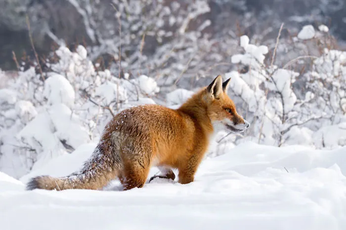 102 Stunning Winter Fox Photos That'll Make You Fall In Love With Foxes
